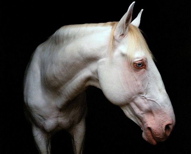 Le Cheval à Versailles