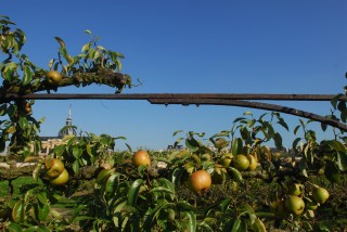 Peras de otoño en la huerta del rey de Versalles