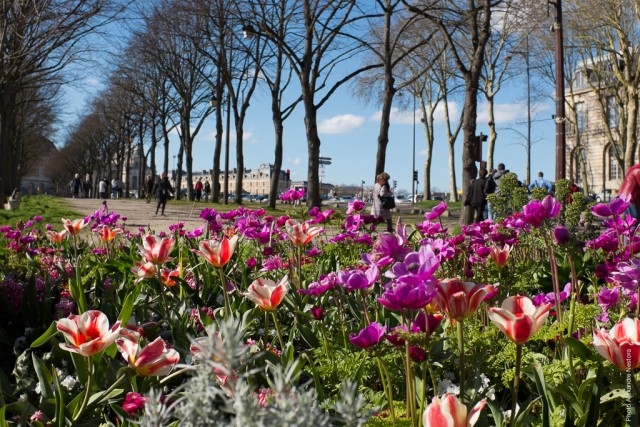 Vue du parterre de l'Avenue de Sceaux en fleurs devant le Château de Versailles