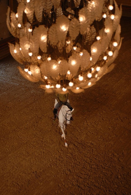 Matinale de l'écuyer Académie Equestre