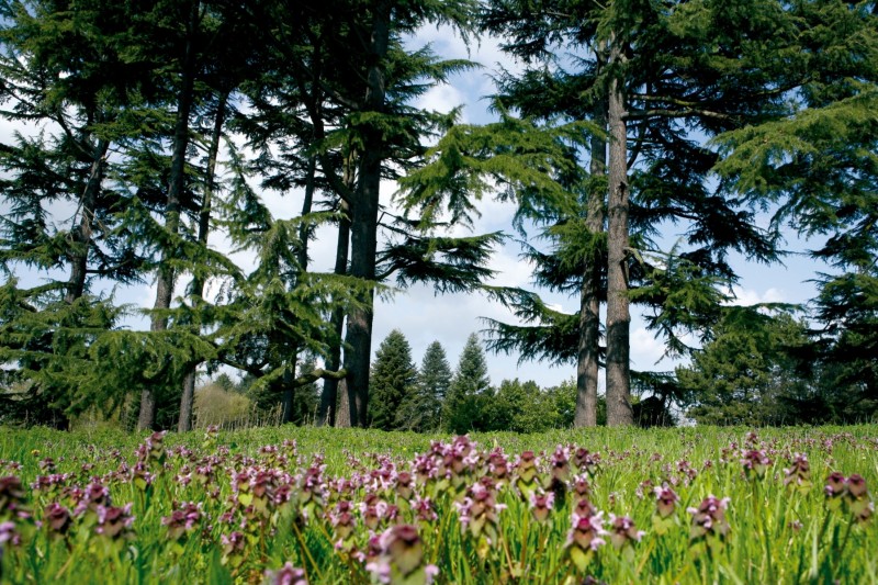 Arboretum de Chèvreloup en Versalles