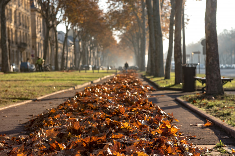 balade-automnale-sur-avenue-de-paris-lumi-re-du-matin-et-feuilles-mortes-1214