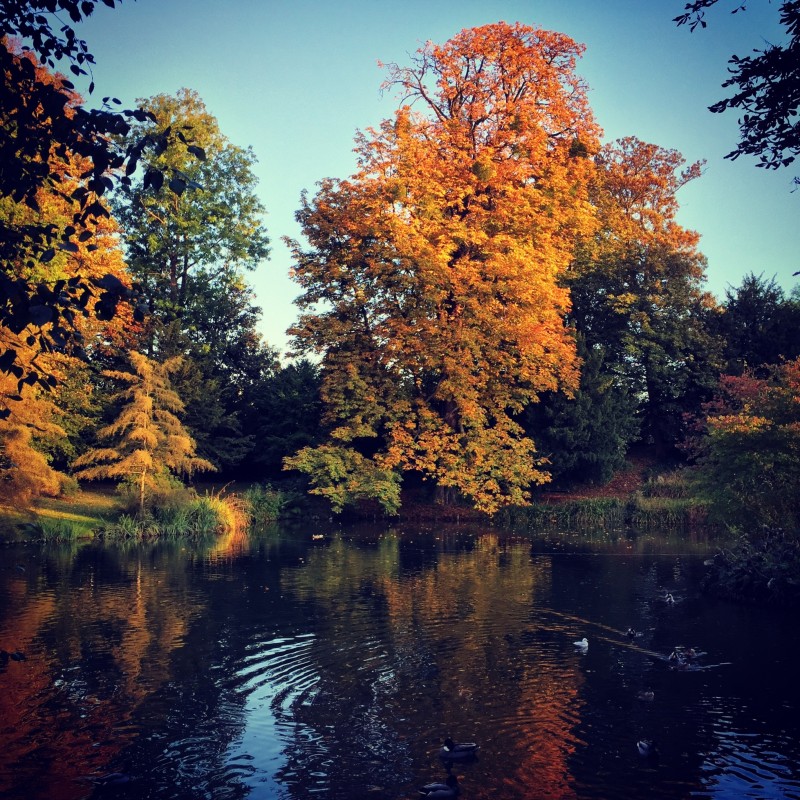 Les arbres flamboyants du parc Balbi à l'automne