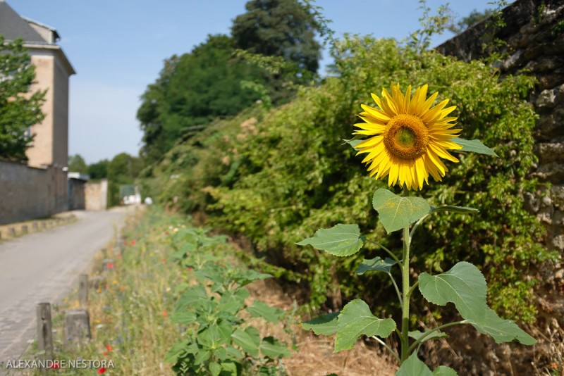 Tournesol parc Balbi