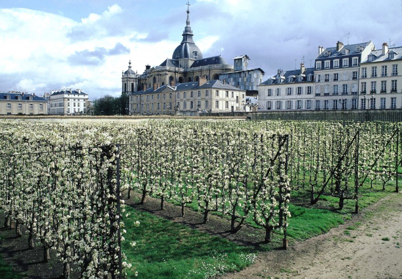 Potager du roi 