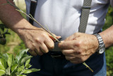 Potager du Roi