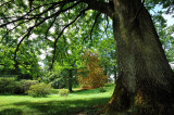 Arboretum de Chèvreloup