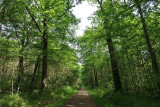 Forêt domaniale de Versailles