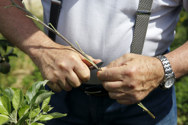 Potager du Roi