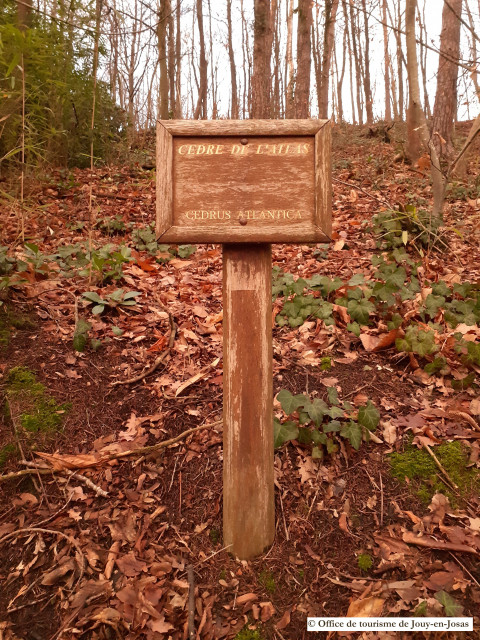 Panonceau arbre remarquable