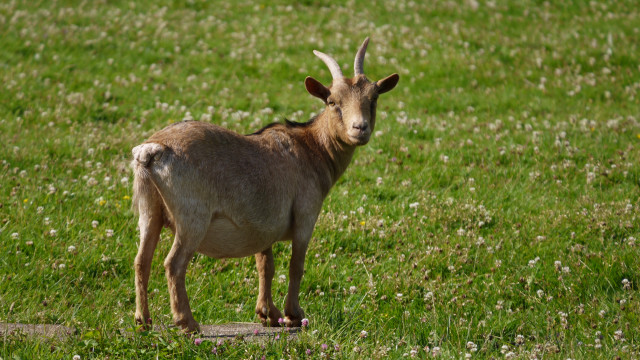 Farm of the queen's hamlet - © Destination Versailles Grand Parc Farm of the queen's hamlet