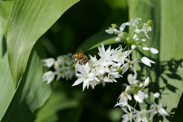 Potager du Roi Potager du Roi