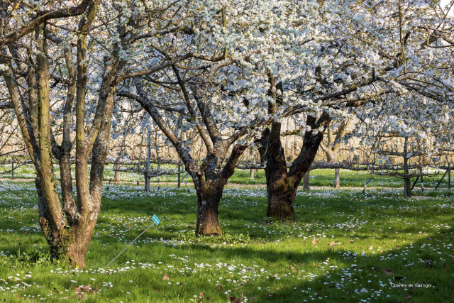 Potager du Roi - © Charles de Valroger Potager du Roi