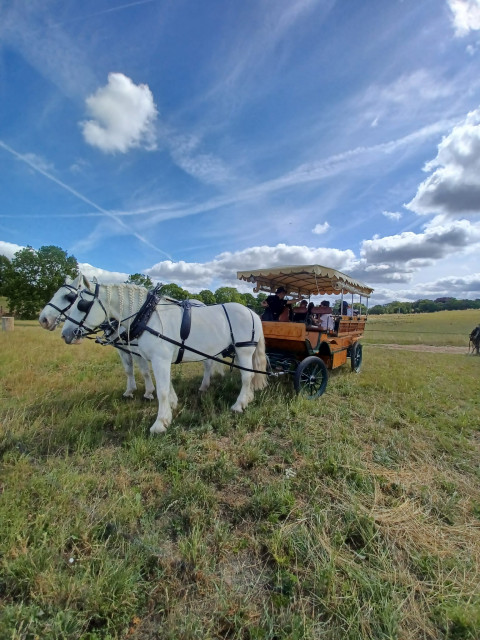 Les Calèches de Versailles