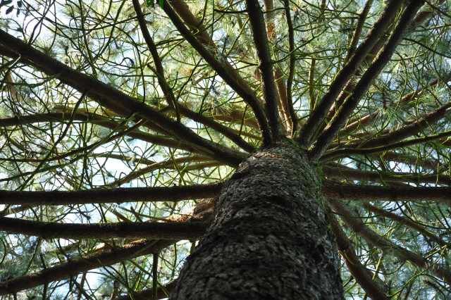 Arboretum de Chèvreloup - © MNHN F-G Grandin Arboretum de Chèvreloup