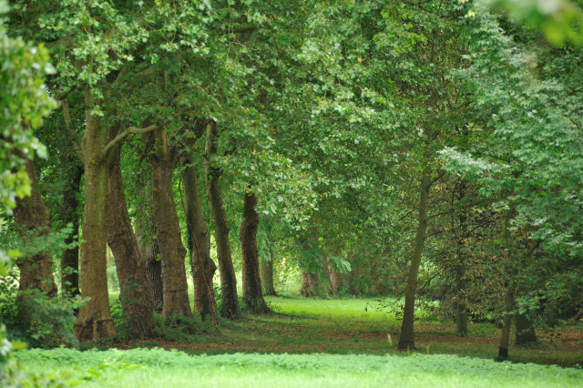 Arboretum de Chèvreloup - © MNHN F-G Grandin Arboretum de Chèvreloup