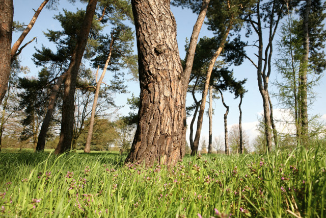 Arboretum de Chèvreloup - © MNHN Arboretum de Chèvreloup