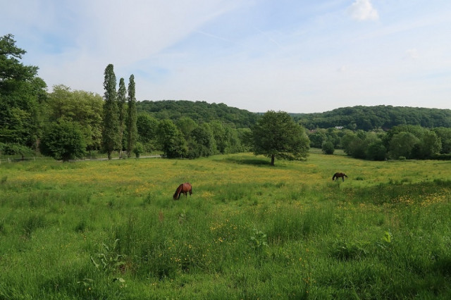 Bois des Loges-en-Josas
