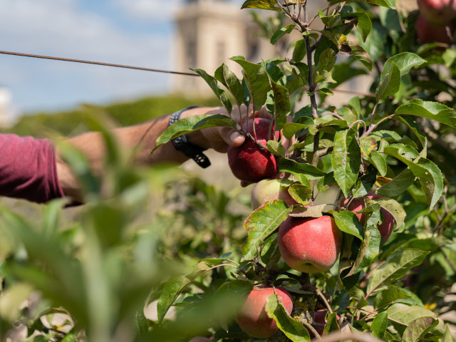 Potager du Roi - © Le Potager du Roi Potager du Roi