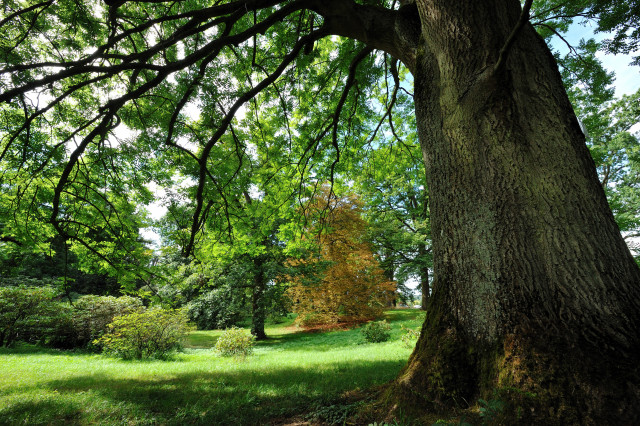 Arboretum de Chèvreloup - © MNHN F-G Grandin Arboretum de Chèvreloup