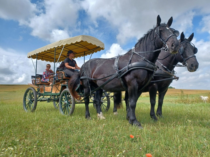 Les Calèches de Versailles Les Calèches de Versailles