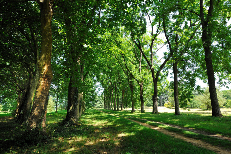 Arboretum de Chèvreloup - © MNHN F-G Grandin Arboretum de Chèvreloup