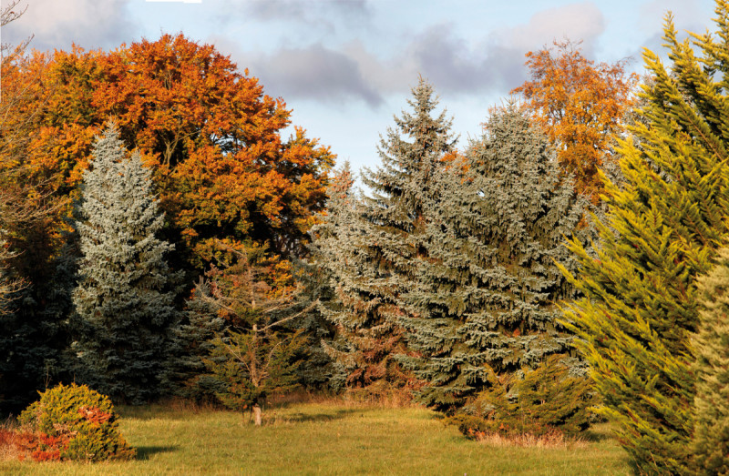 Arboretum de Chèvreloup