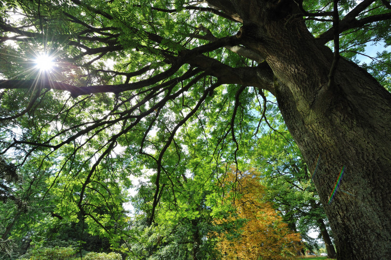 Arboretum de Chèvreloup