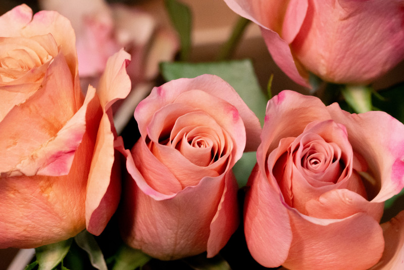 Instants Champêtres_Versailles Instants Champêtres_Versailles