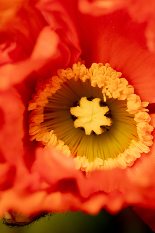 Instants Champêtres_Versailles Instants Champêtres_Versailles