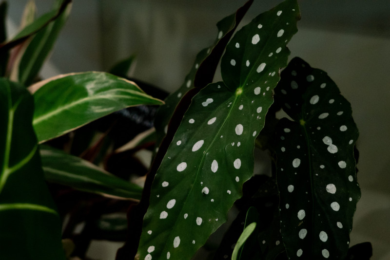 Instants Champêtres_Versailles Instants Champêtres_Versailles