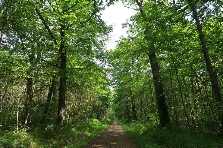 Forêt domaniale de Versailles - © DR/SIAB Forêt domaniale de Versailles