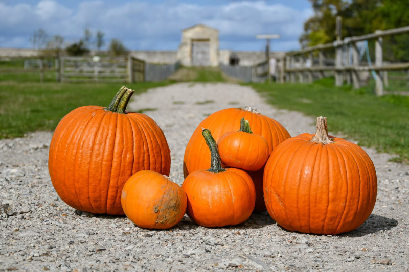 Halloween Versailles