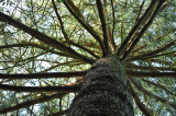 Arboretum de Versailles-Chèvreloup Pinus pseudostrobus apulcensis