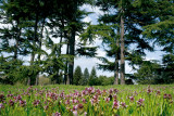 Arboretum de Versailles-Chèvreloup