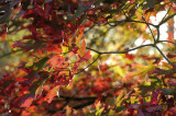 Arboretum de Versailles-Chèvreloup Quercus rubra