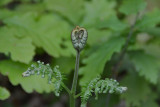 dsc-0010-41186