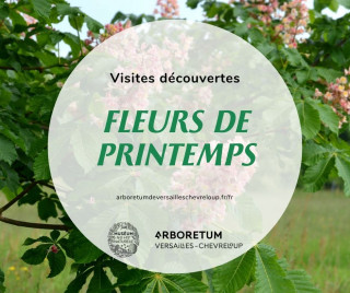 Visites découvertes de l'Arboretum de Versailles-Chèvreloup: Fleurs de Printemps_Le Chesnay-Rocquencourt