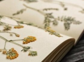 Bibliothèque de Viroflay - Création d'un herbier_Viroflay