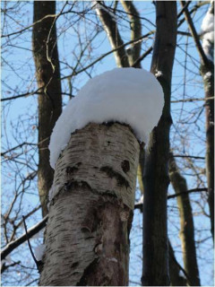 Domaine de Madame Elisabeth - La forêt en hiver : arbres et thérapie_Versailles