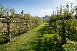 potager-du-roi-ville-de-versailles-27843