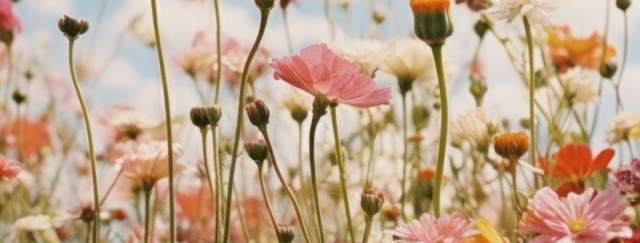 Prismáticos muy recomendables Paseo por la naturaleza - Descubrimiento de plantas silvestres comestibles - Primavera en la isla_Bougival