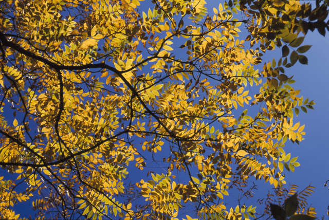 Arboretum de Chèvreloup