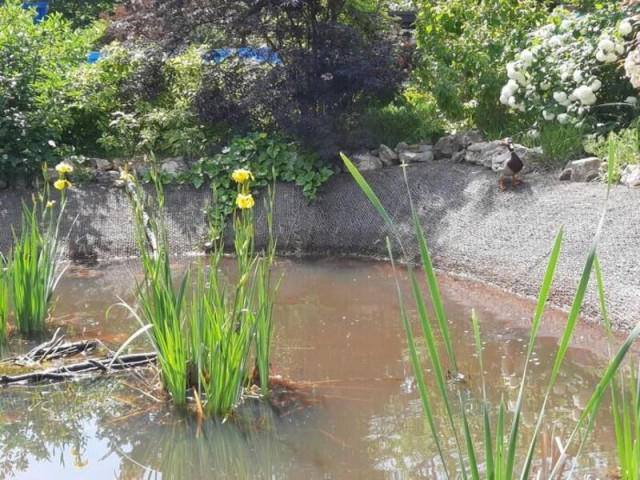 Journée Européennes du Patrimoine - Visite thématique de la biodiversité du cimetière des Gonards_Versailles