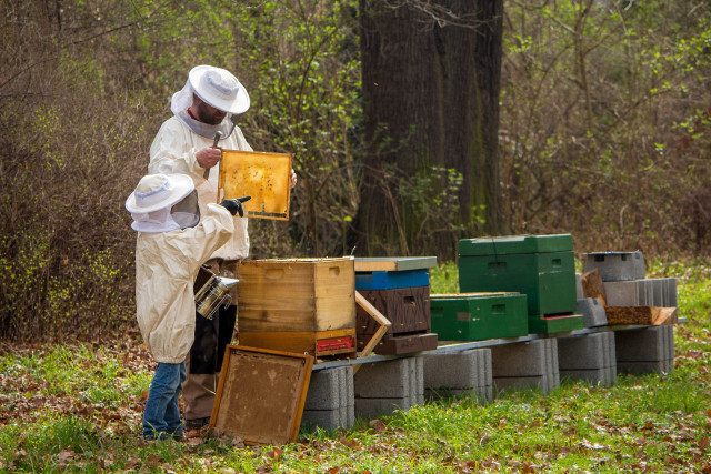 European Heritage Days - Domaine D'Ors - Beehive Workshop on the Life of Bees_Châteaufort