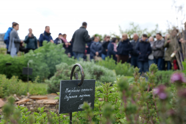Potager du Roi - Visita guiada temática: Descubriendo las plantas medicinales_Versailles