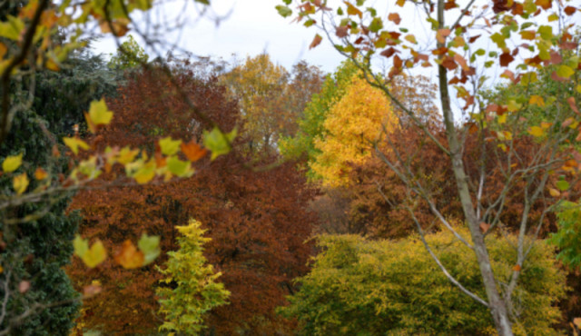 Versailles-Chèvreloup Arboretum – Special Halloween Trail_Le Chesnay-Rocquencourt