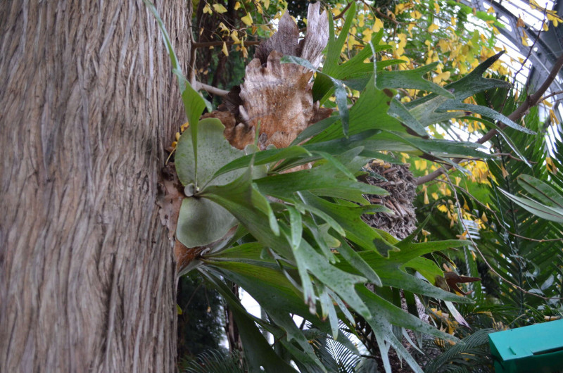 Arboretum de Chèvreloup - Fougères_Le Chesnay-Rocquencourt - © Jérôme Munier Arboretum de Chèvreloup - Fougères_Le Chesnay-Rocquencourt