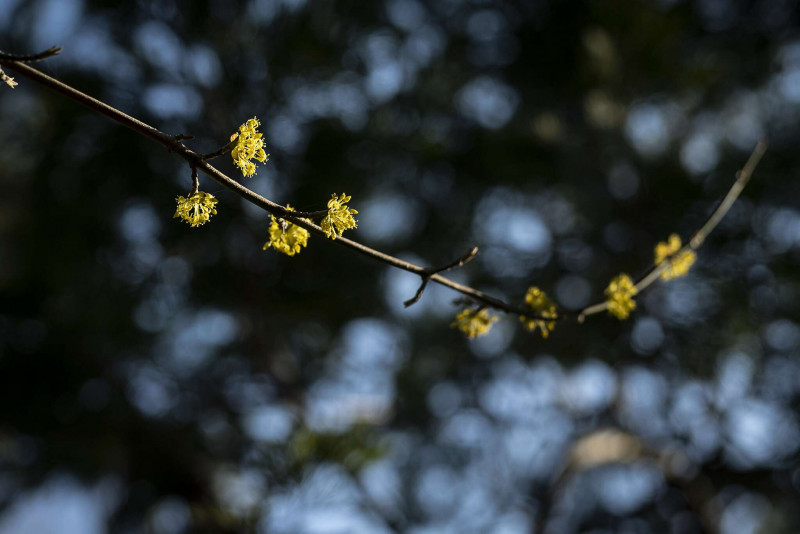 Arboretum de Chèvreloup - Premières fleurs_Le Chesnay-Rocquencourt - © Agnès Latzoura Harmas Arboretum de Chèvreloup - Premières fleurs_Le Chesnay-Rocquencourt