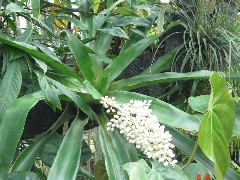 Arboretum de Chèvreloup  - Epiphytes, des plantes aériennes !?!_Le Chesnay-Rocquencourt
